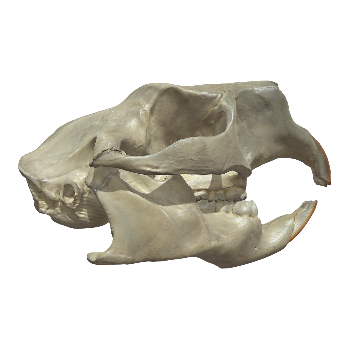 Porcupine skull