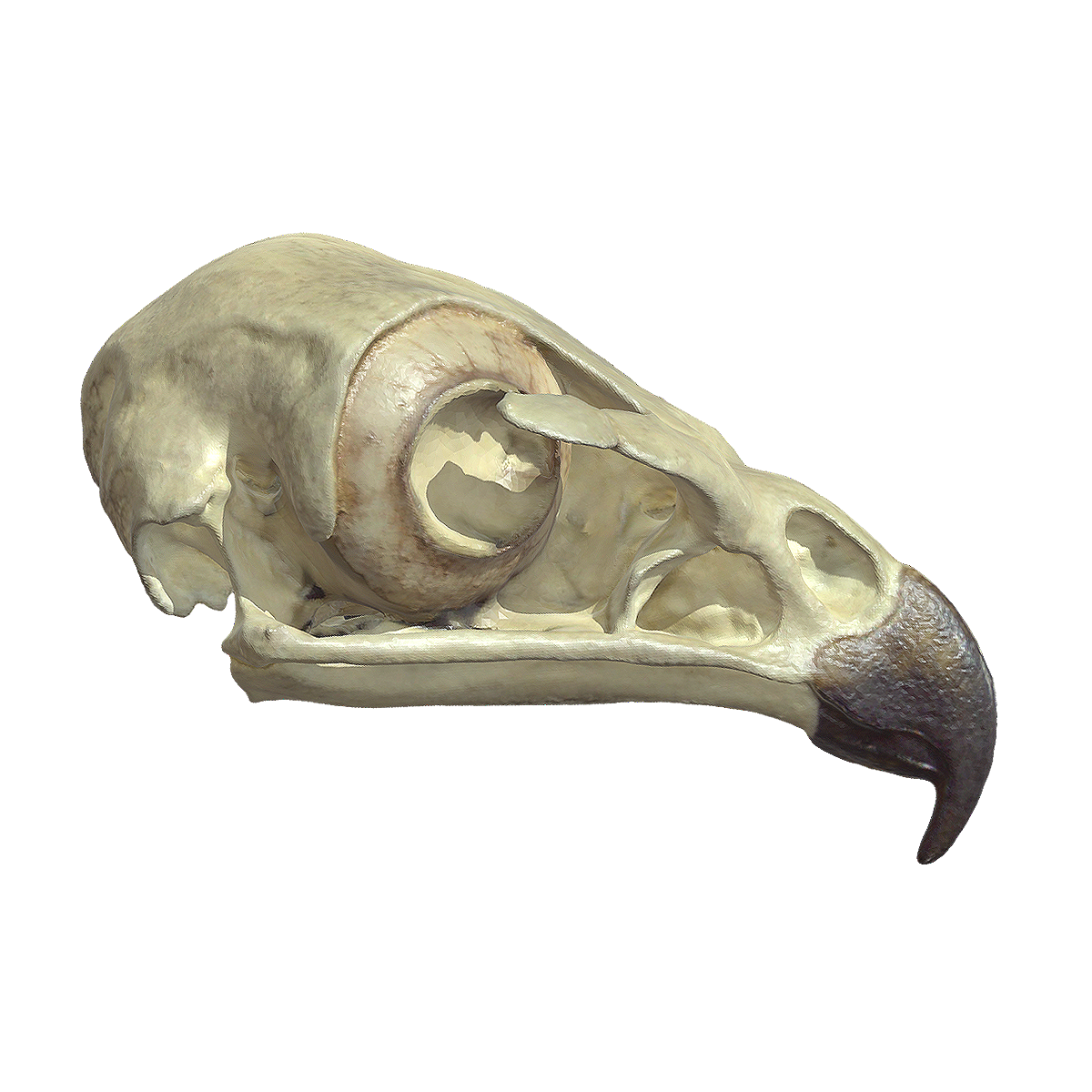 Skull of the Red tailed Owl