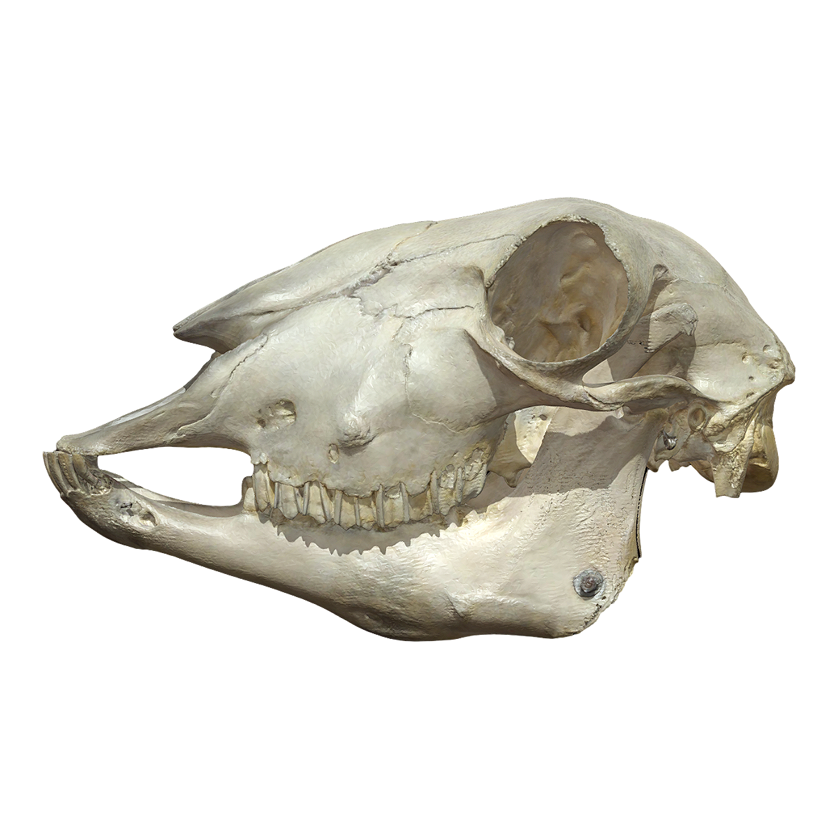 Sheep skull