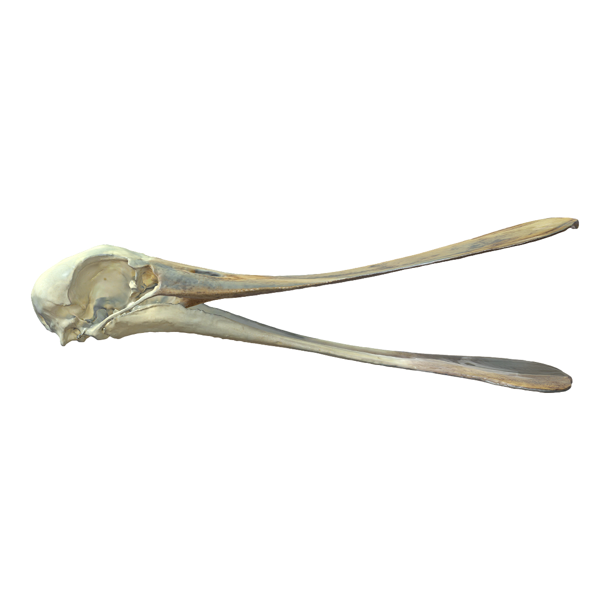 Spoonbill skull