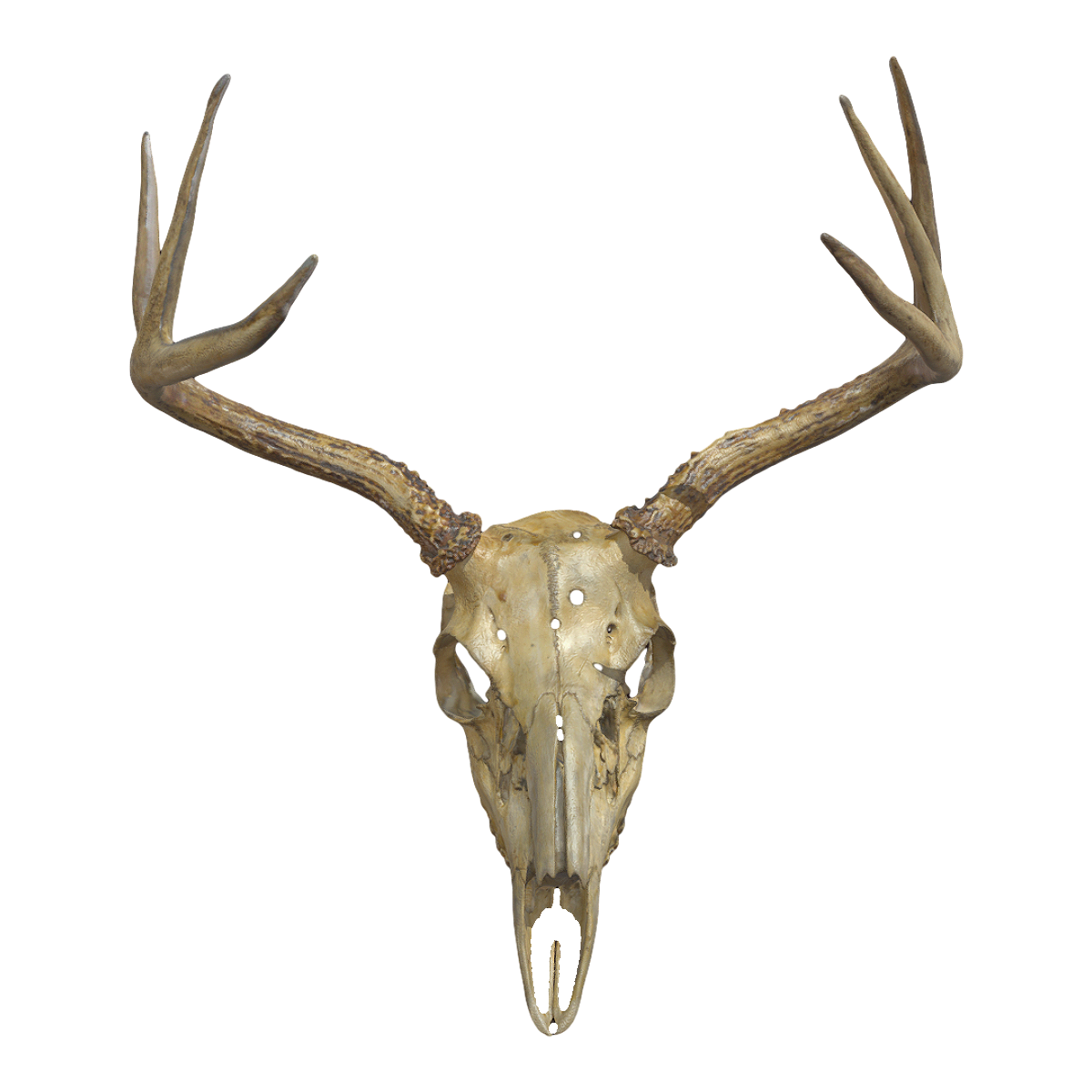 White tailed deer skull