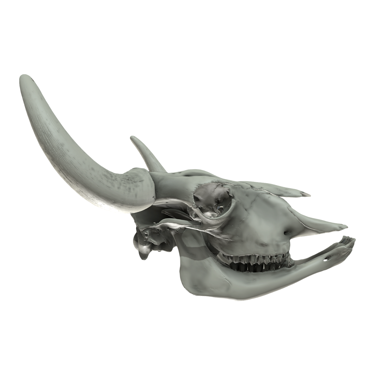 European bison skull