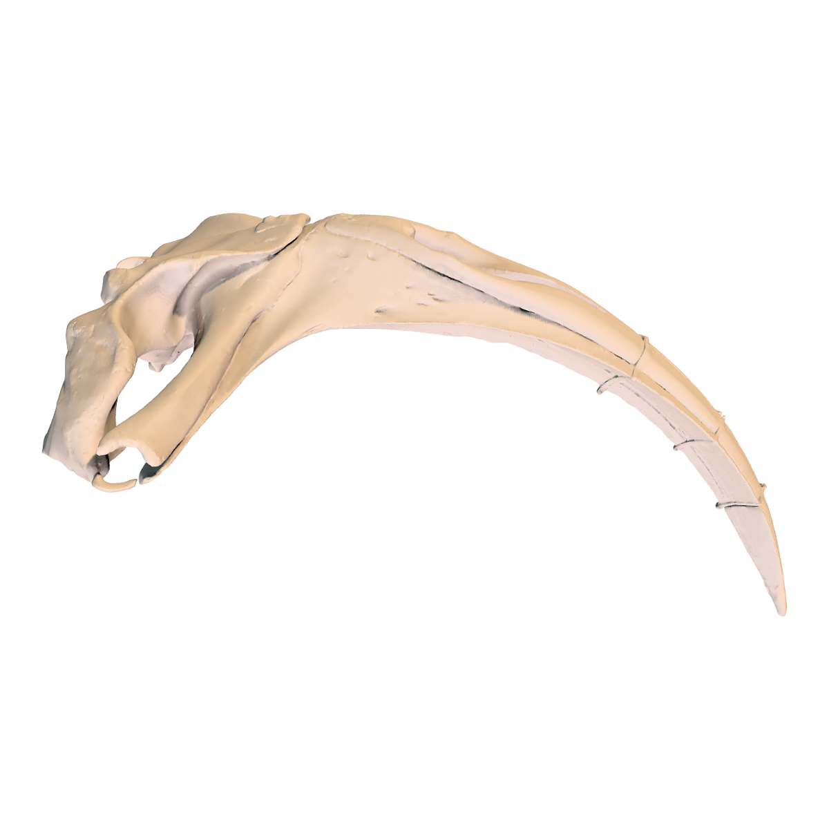 Arched whale skull