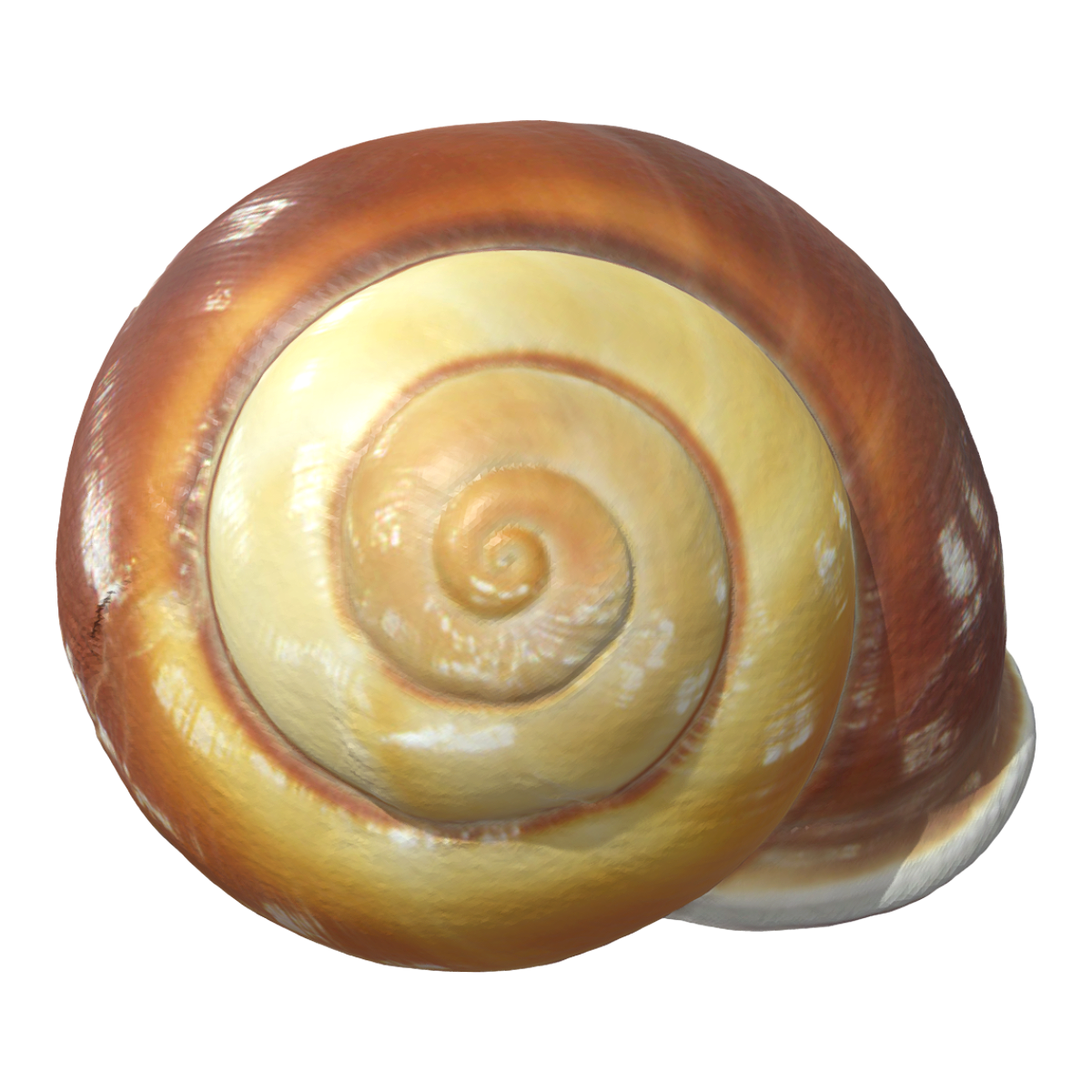 Garden snail shell