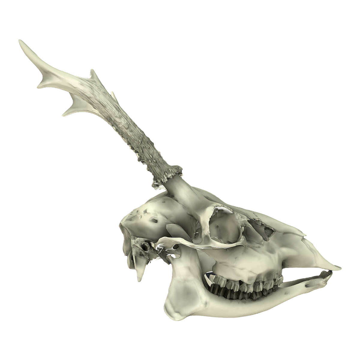 Western roe deer skull