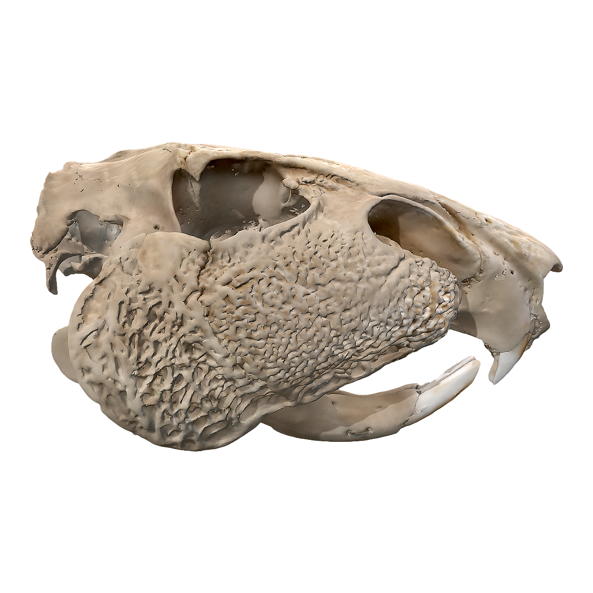 Headless Spiny Guinea Pig Skull