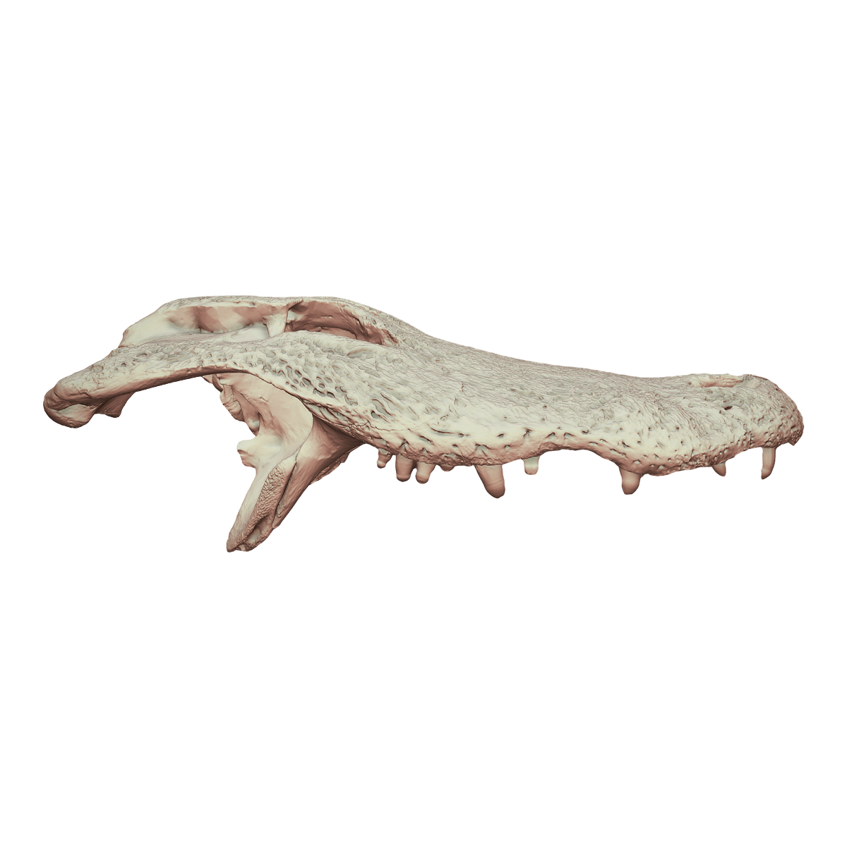 American alligator skull
