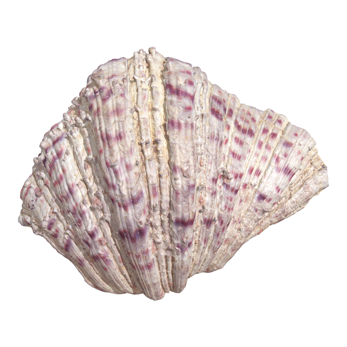 Oyster shell
