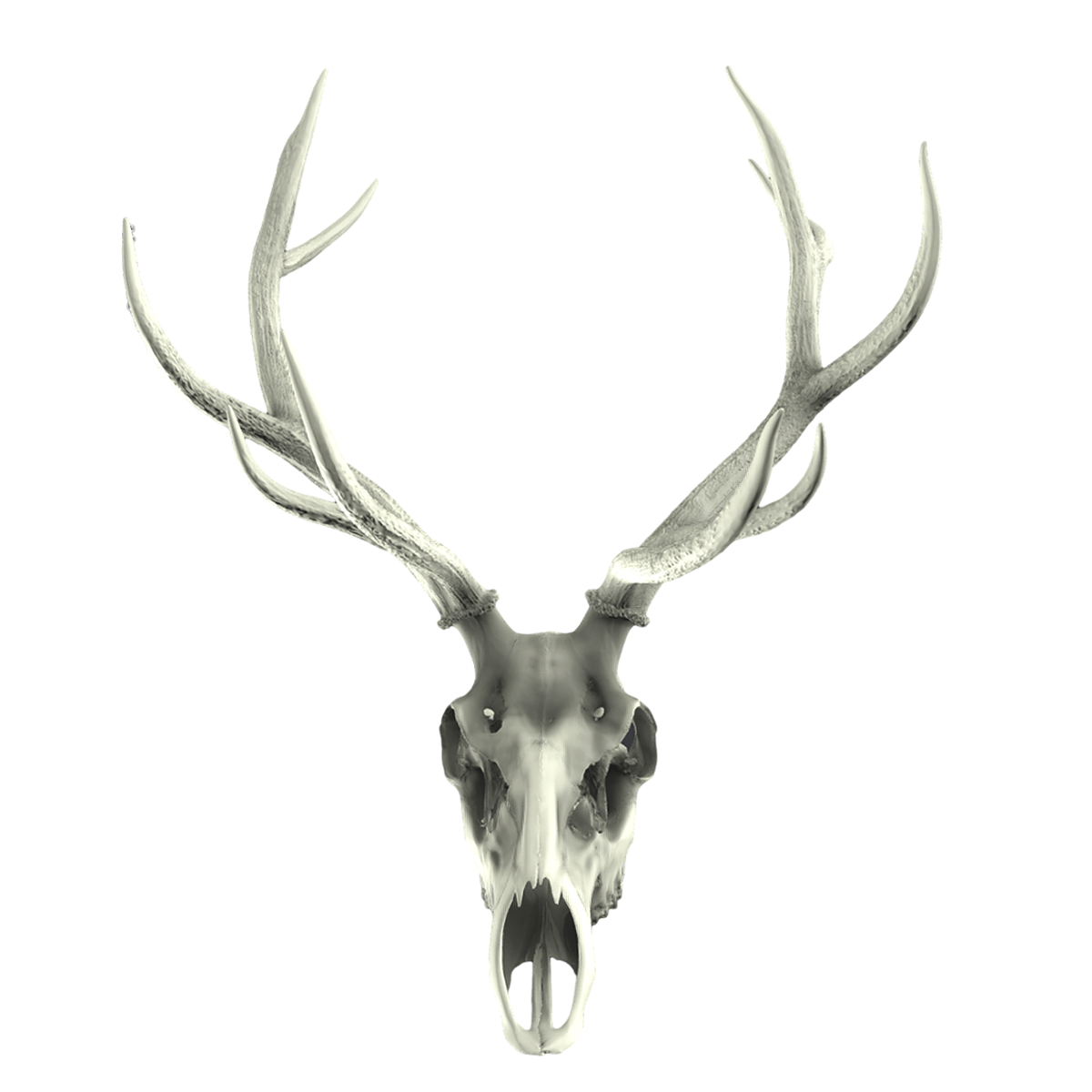 Deer skull