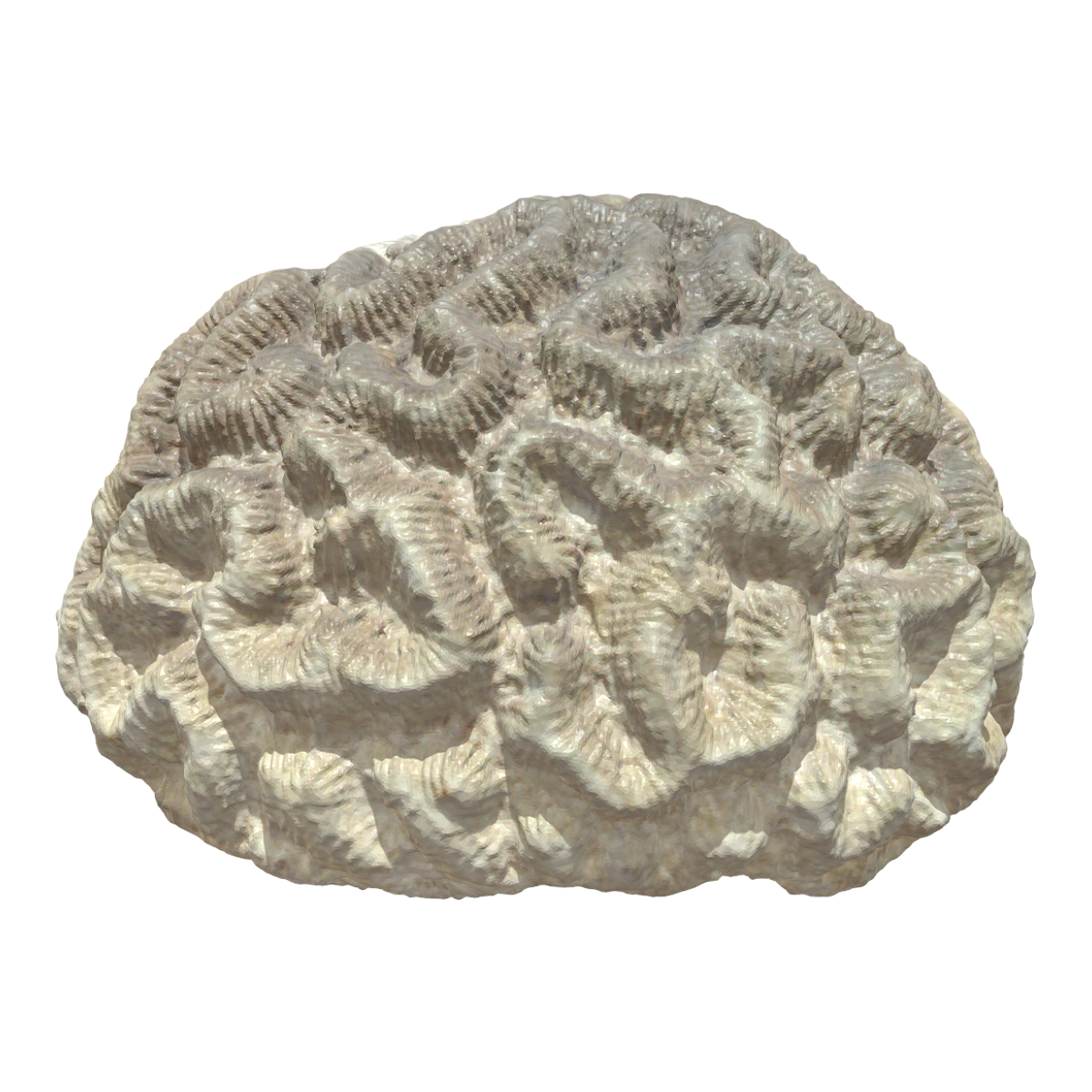 Brain coral specimen