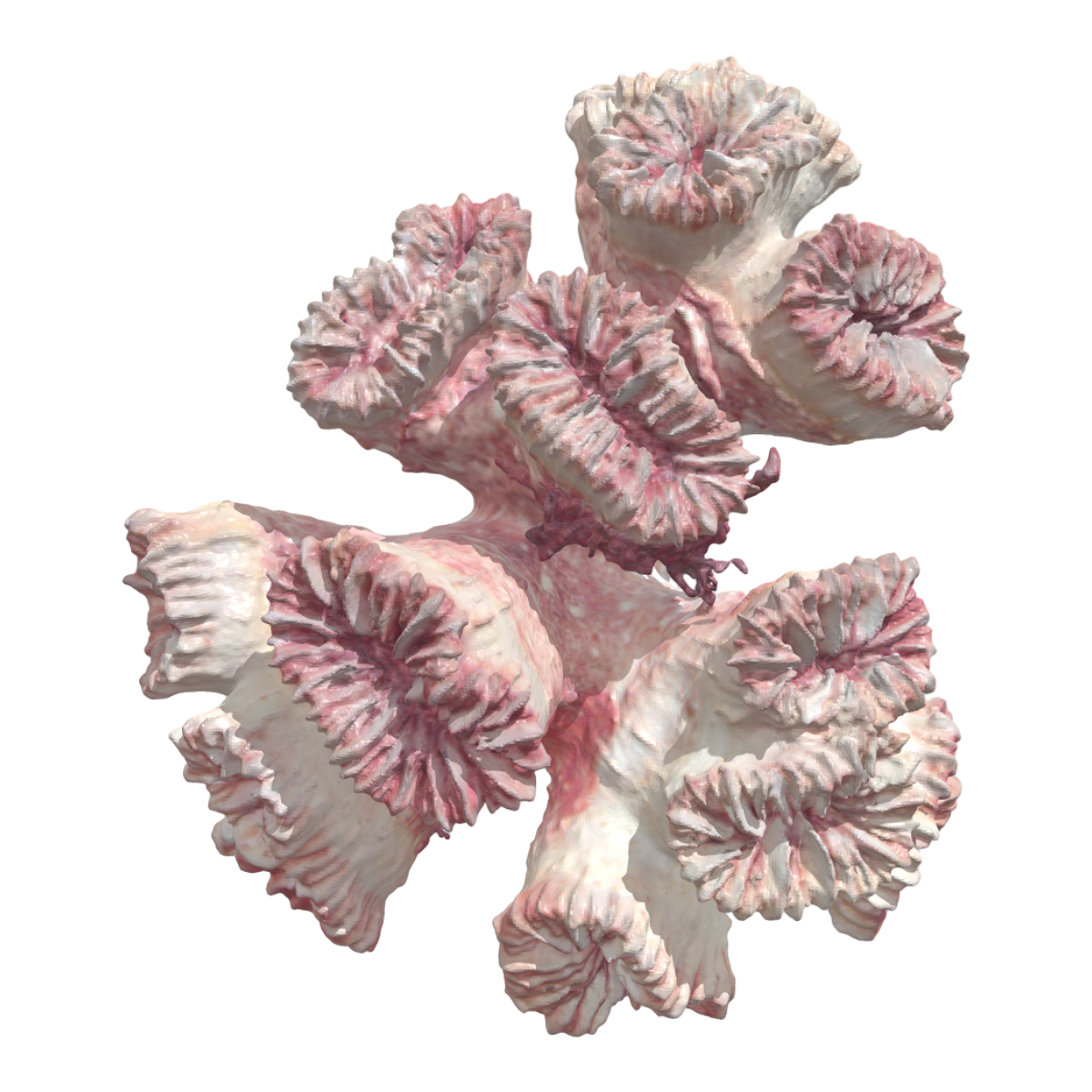 Coarse bare ribbed coral