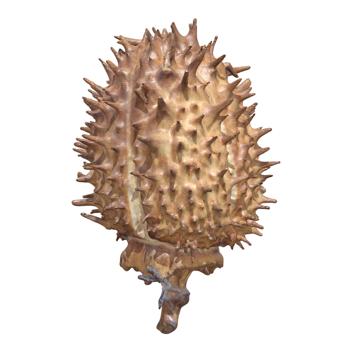 Mandala pod specimen
