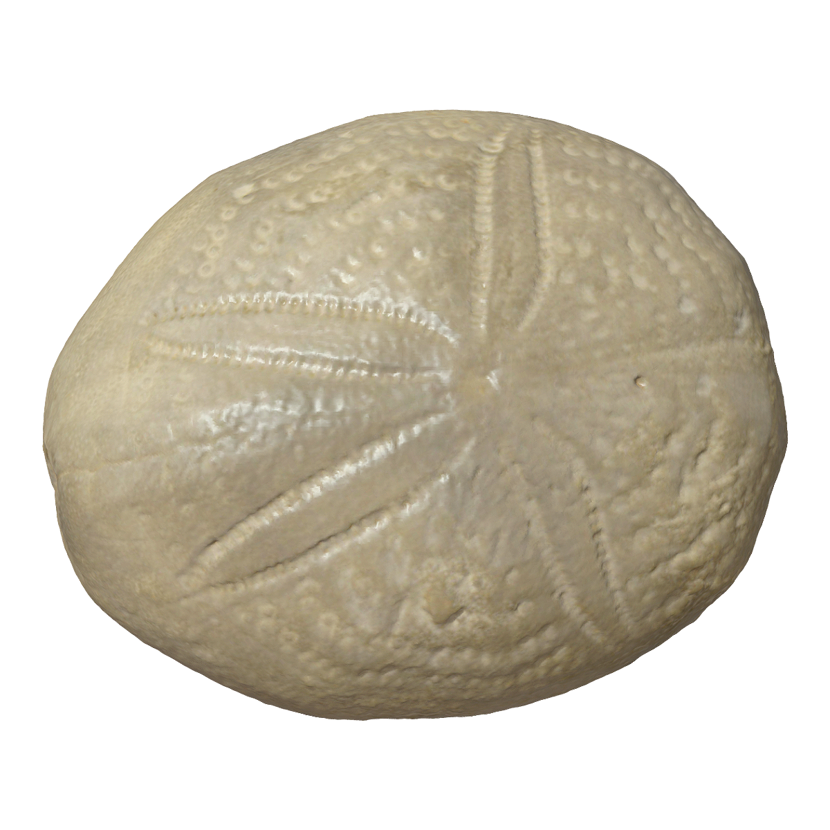 Fossil of hard shell sea urchin
