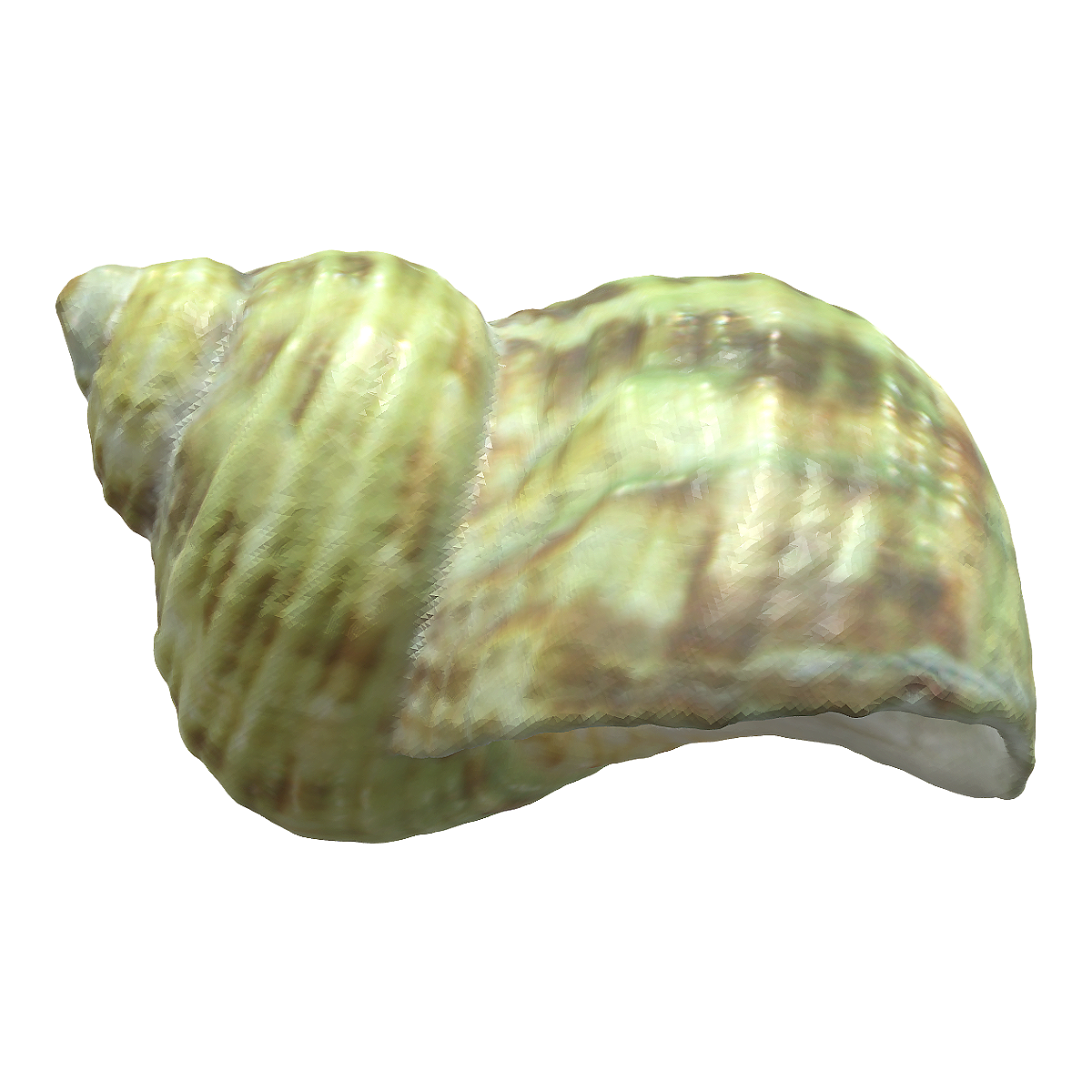 Cat's Eye Snail Shell