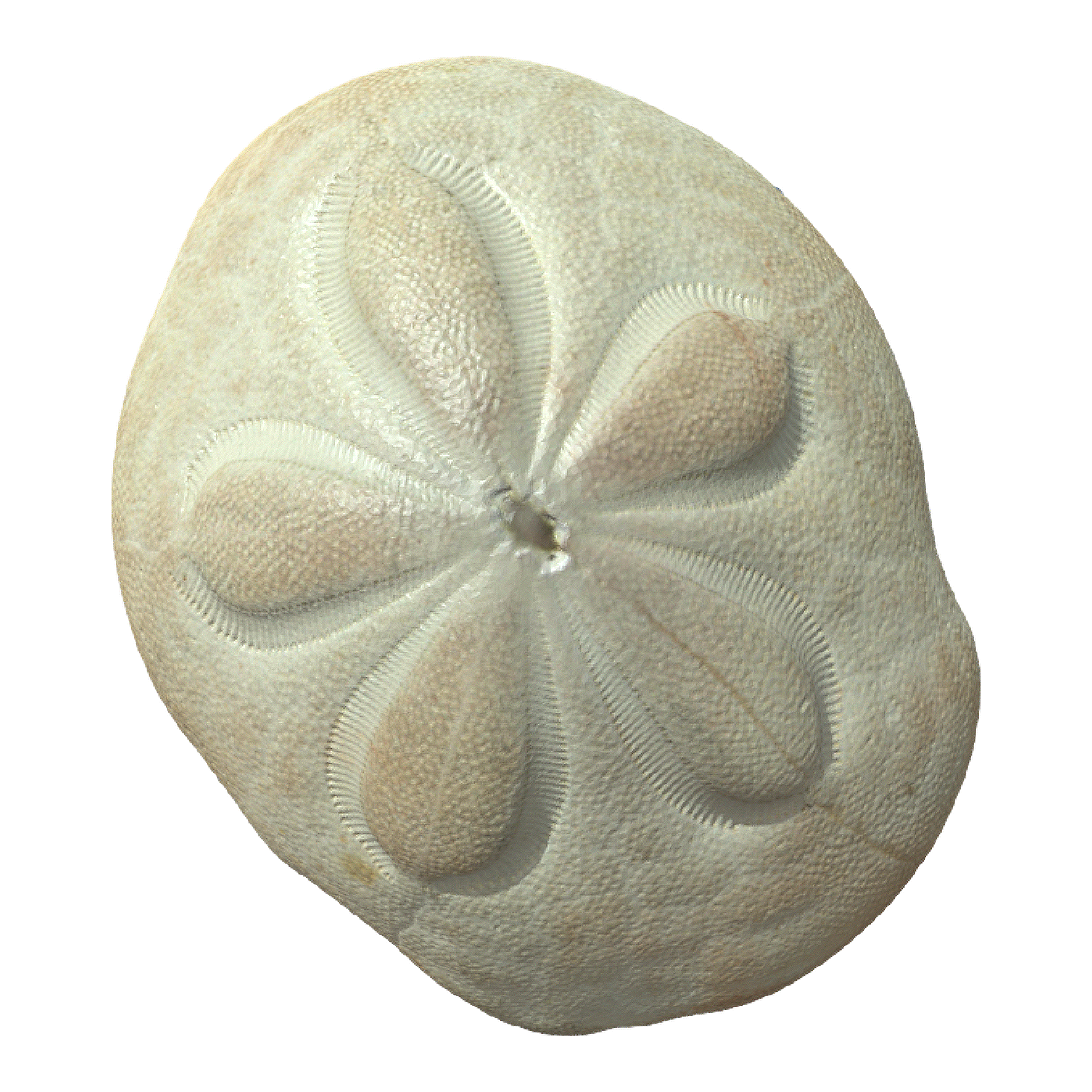 Purple sea urchin fossil