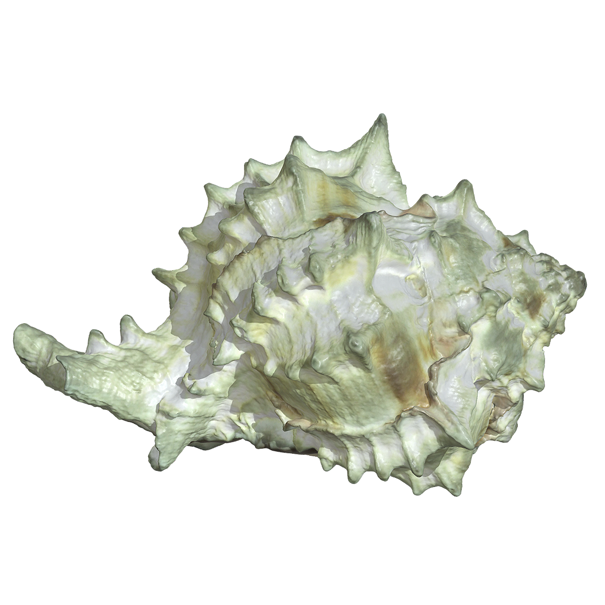 Scorpion shell