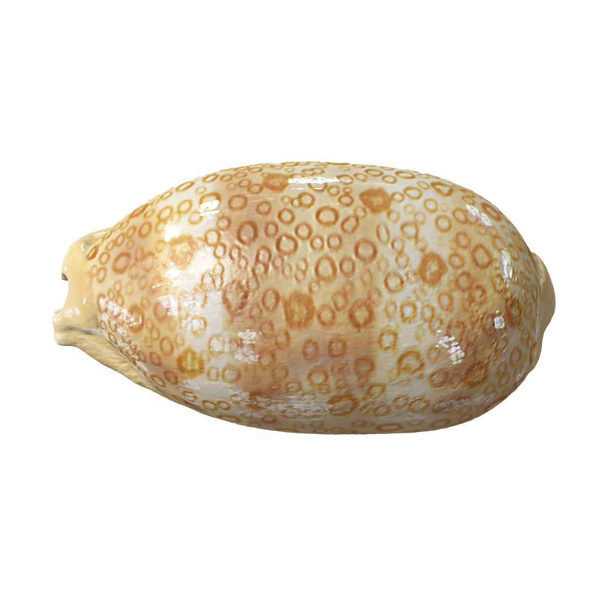 Baiyan Bao snail shell