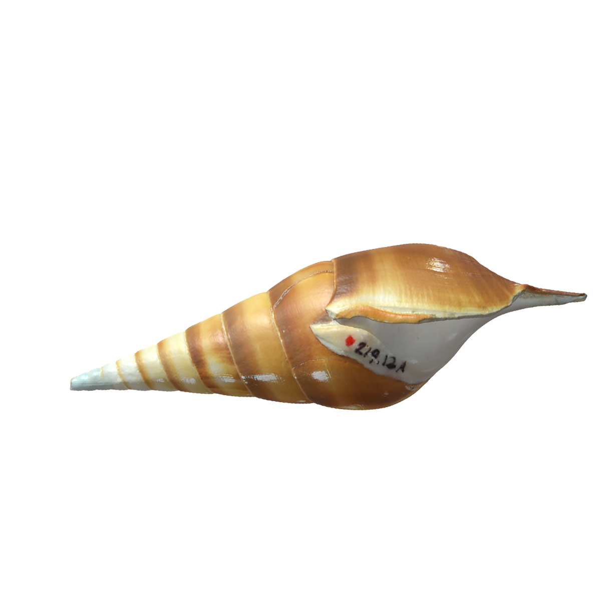 Martin's long nosed snail shell