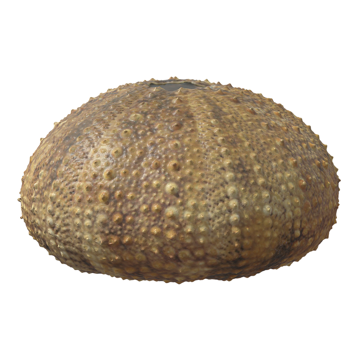 Horse manure sea urchin fossil