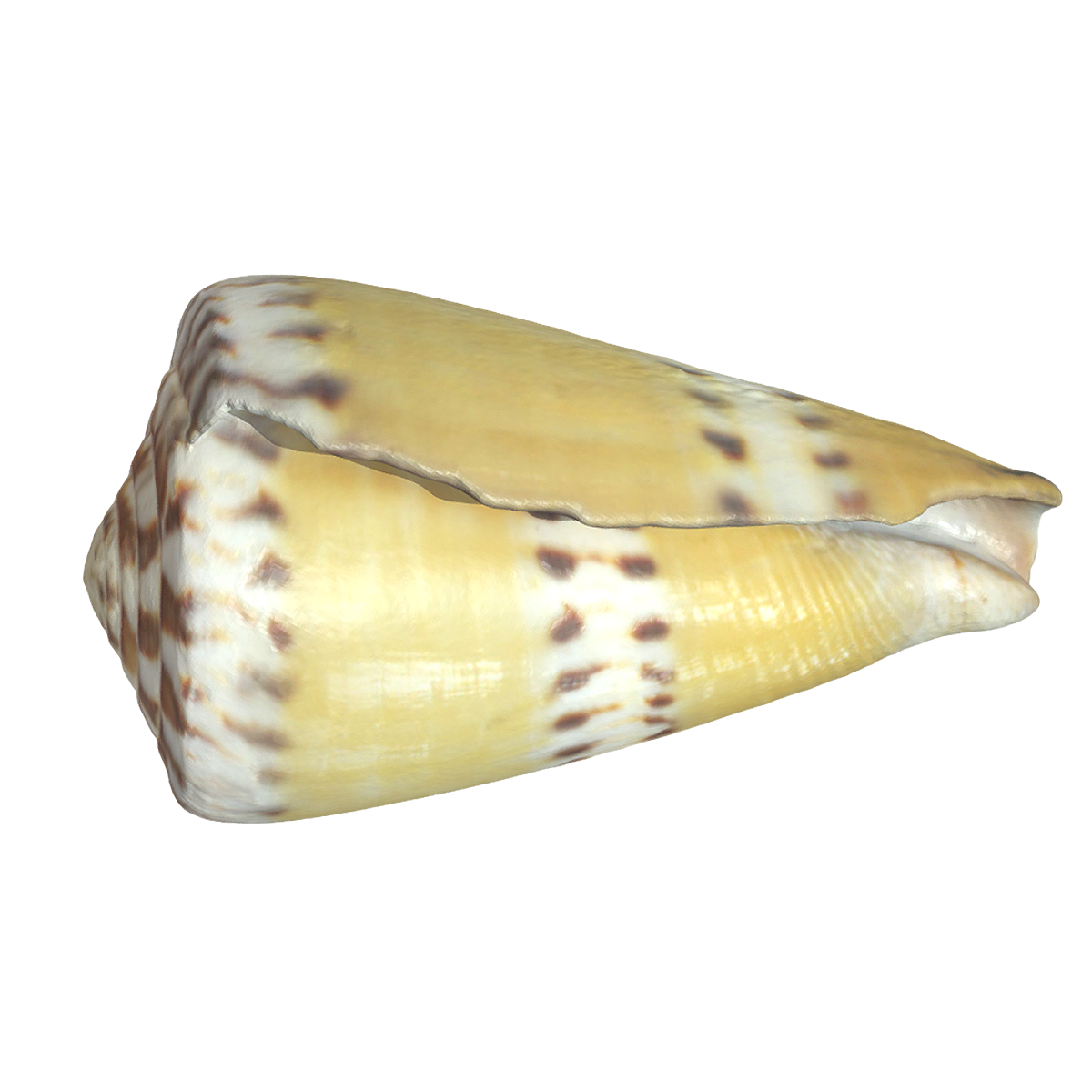 Weasel taro snail shell