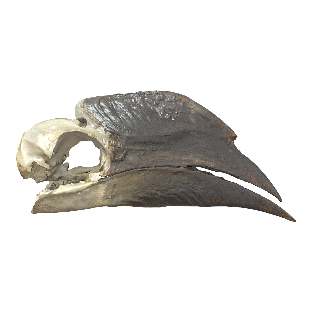 White legged noisy hornbill skull