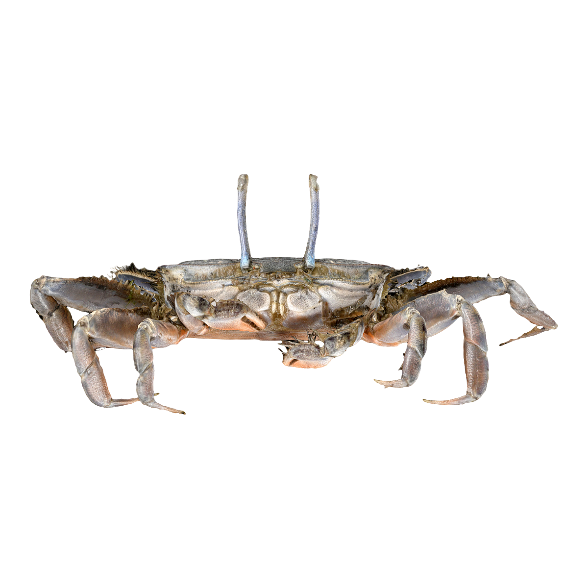Long live big eyed crab specimen
