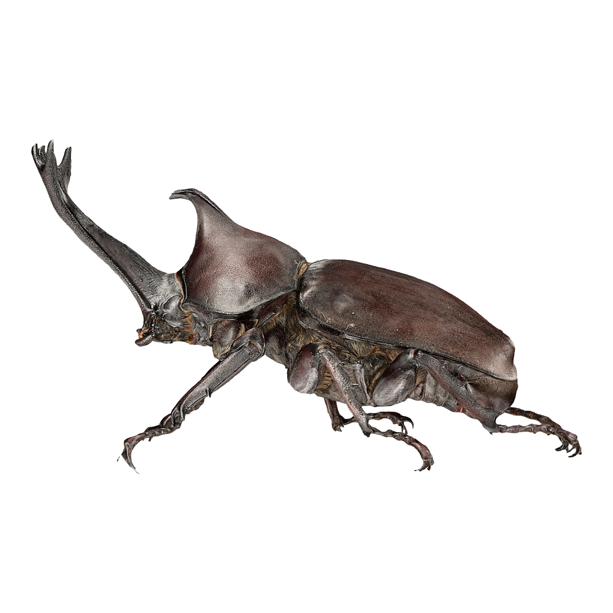 Double Forked Rhinoceros Turtle Specimen