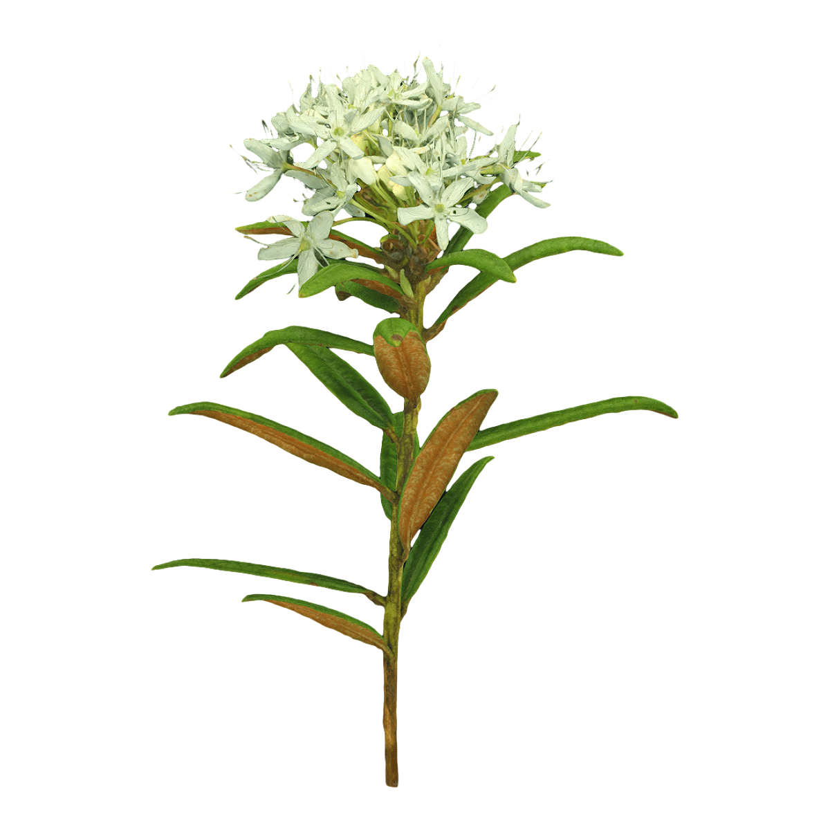 Labrador Duxiang specimen