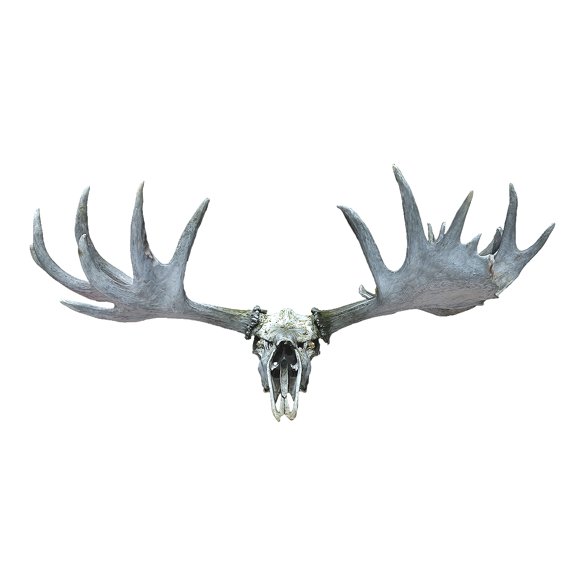 Camel skull