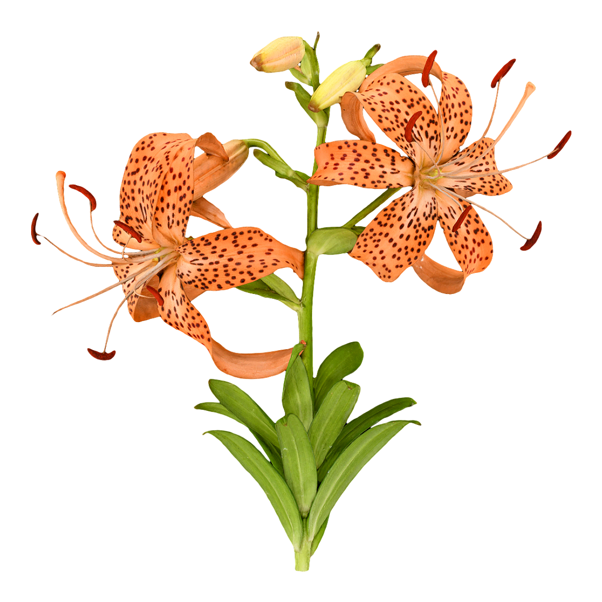 Specimen of Dahua Pill