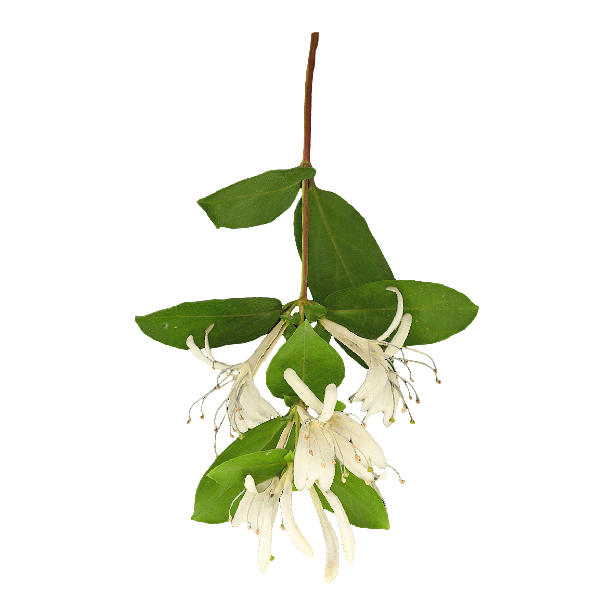 Honeysuckle specimen
