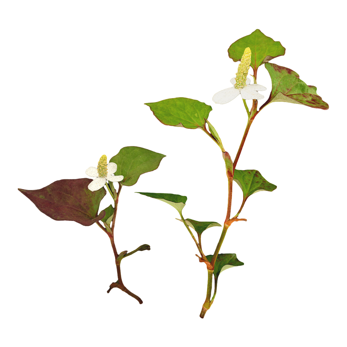 Houttuynia cordata specimen