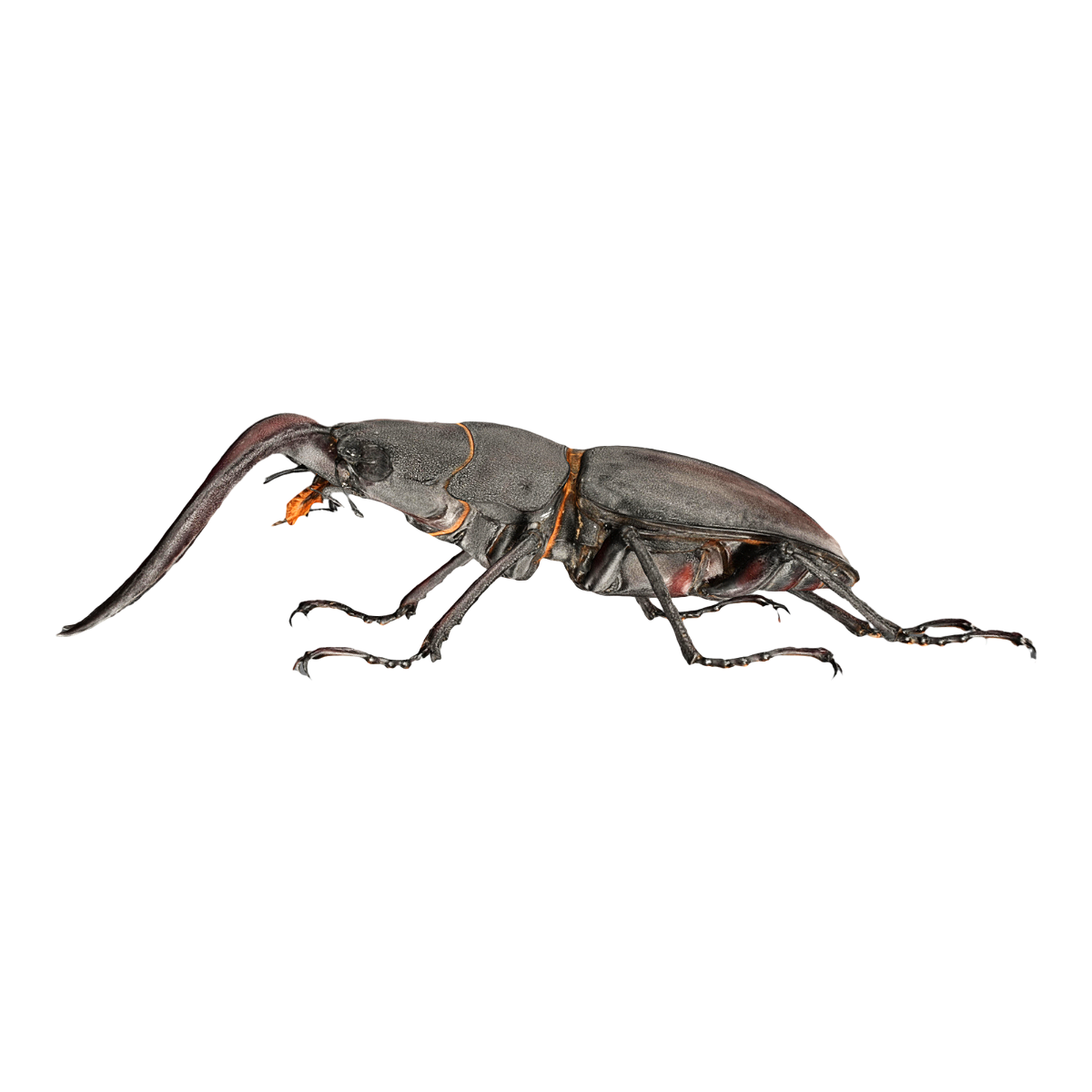 Giraffe saw shovel specimen