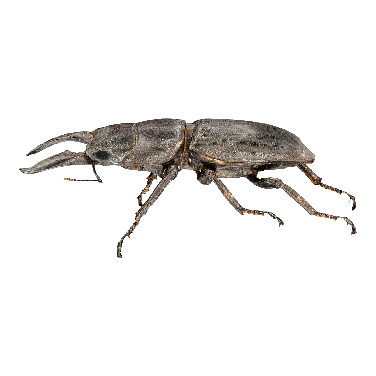 Chinese Spade Armor Specimen