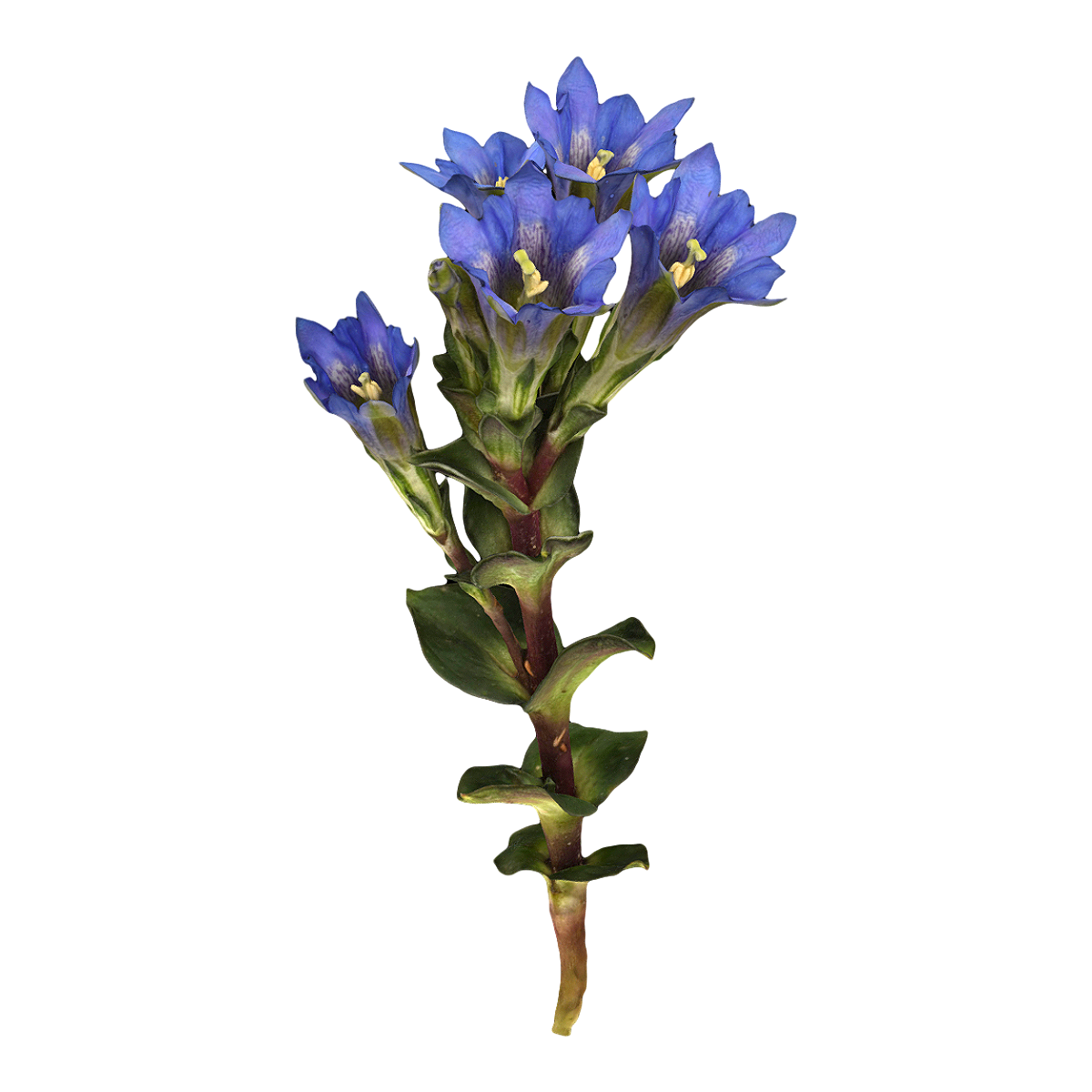 Pen Dragon Gallbladder Specimen