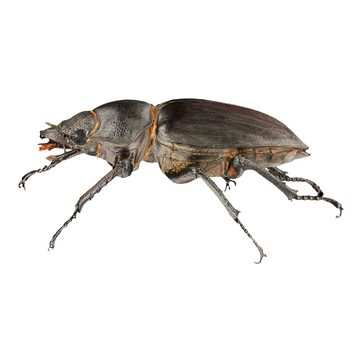 Spotted shovel armor specimen