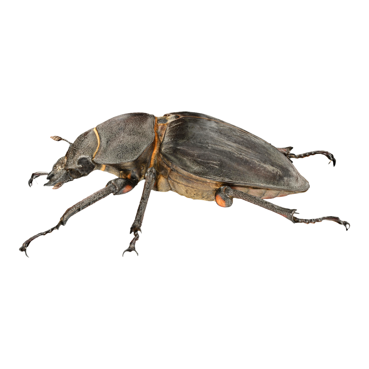 Spade armor specimen