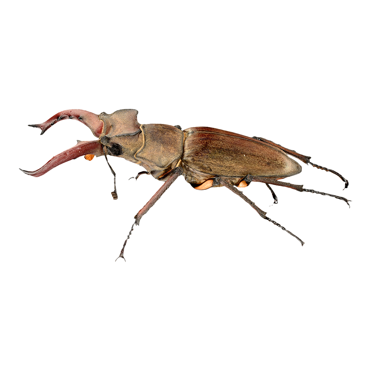 Spotted shovel armor specimen