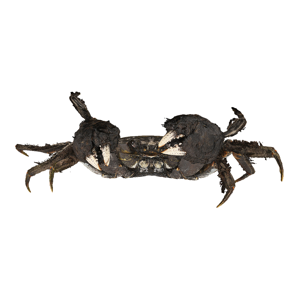 Chinese mitten crab specimen