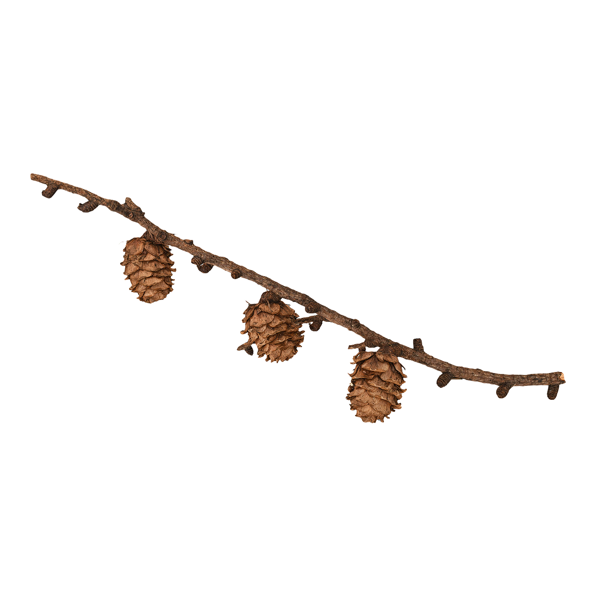 Larch pine cone specimen