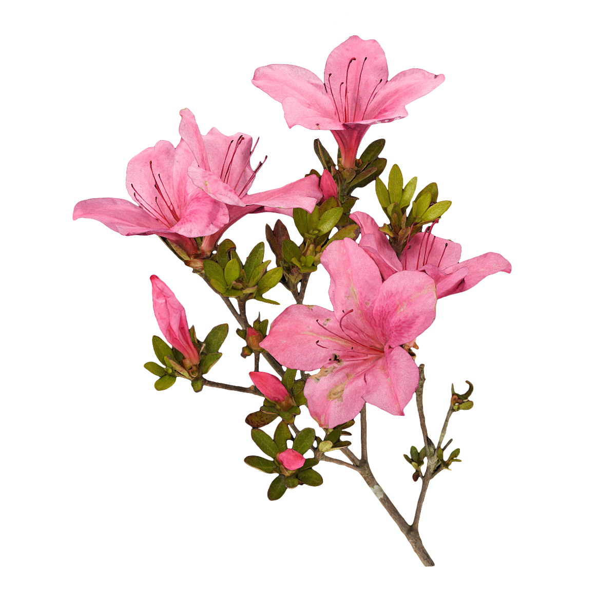 Rhododendron specimen