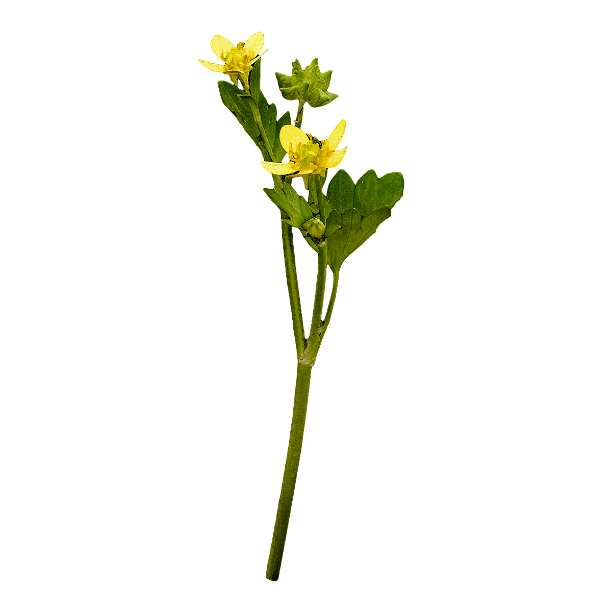 Specimen of prickly fruit buttercup flower