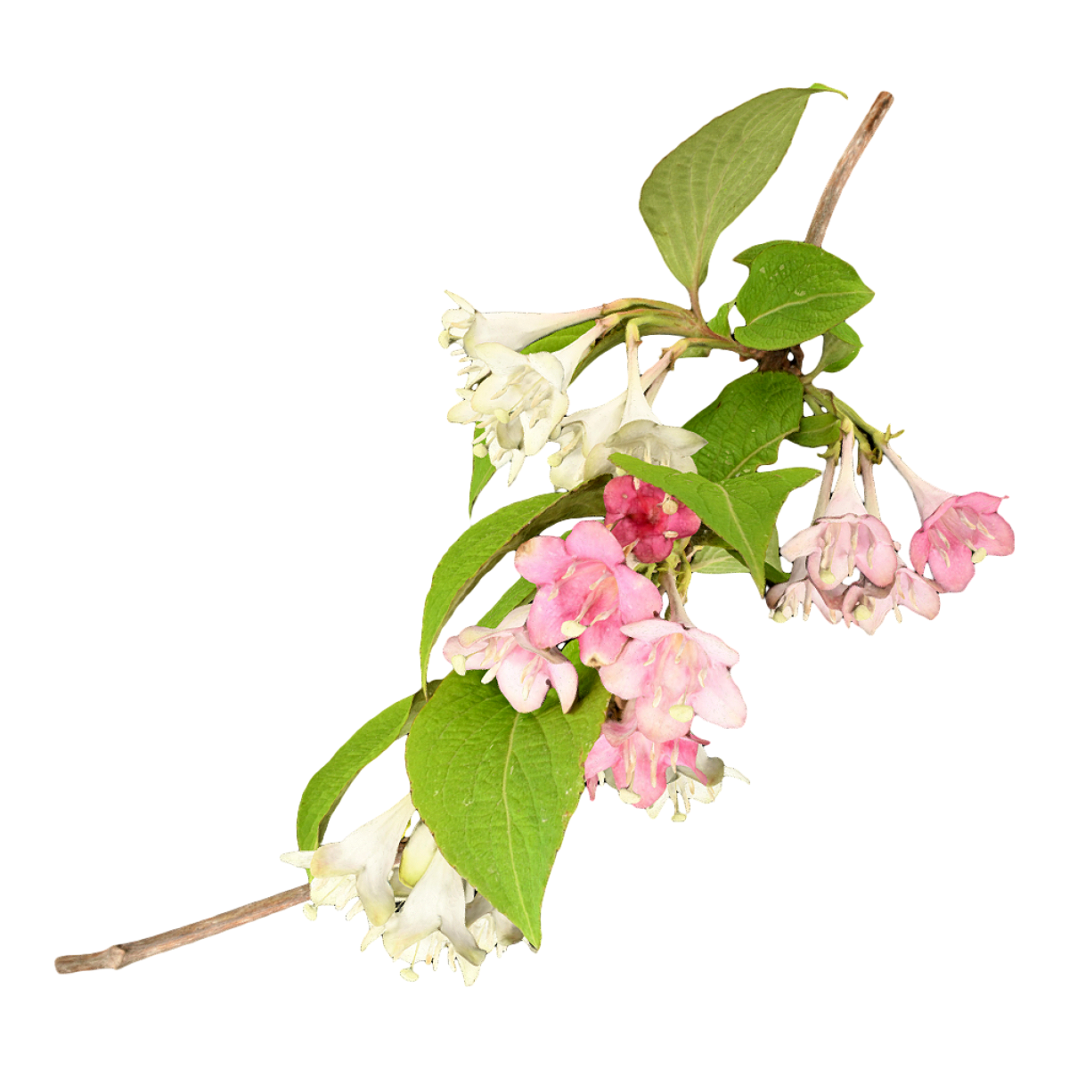 Sea Fairy Flower Specimen