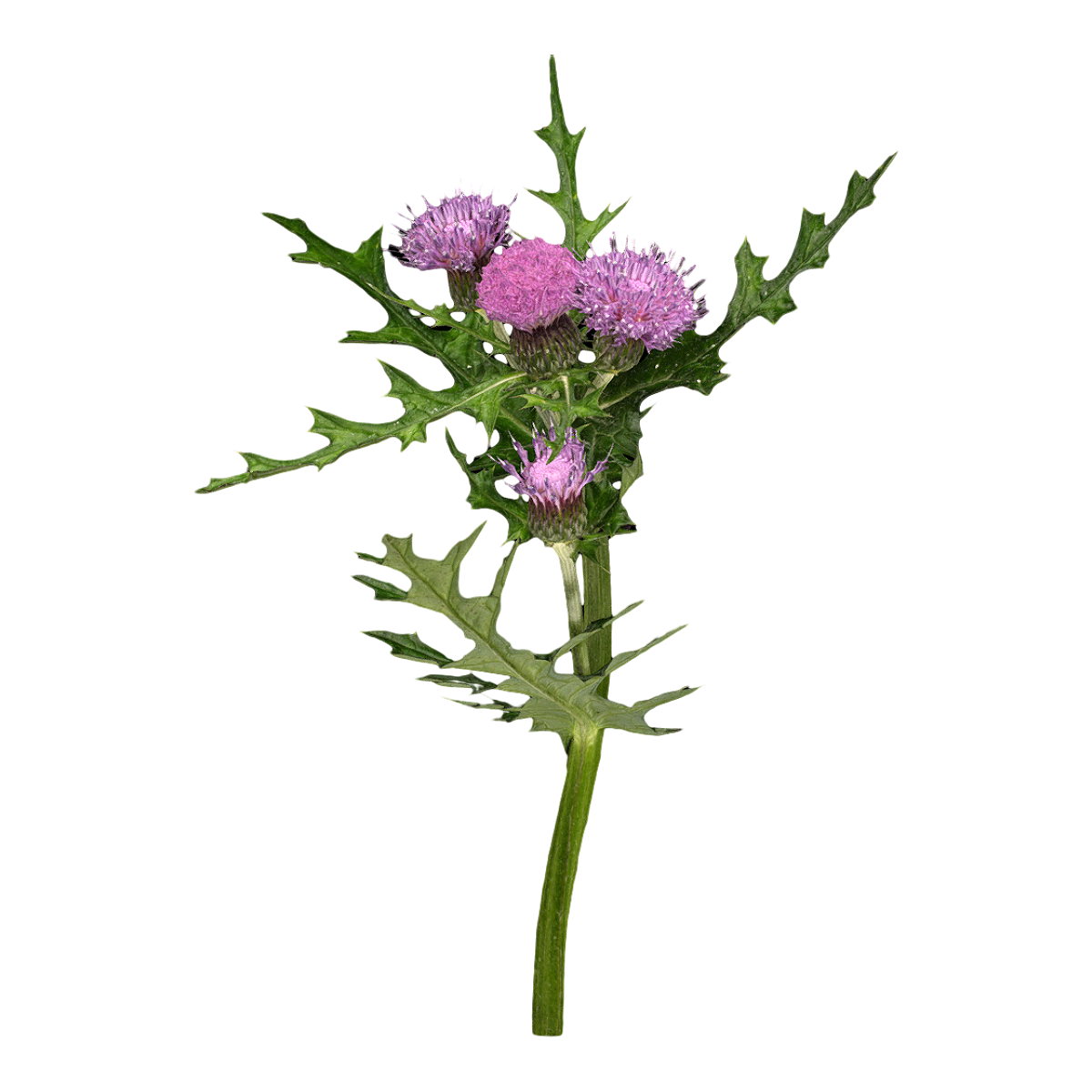 Milk thistle flower specimen