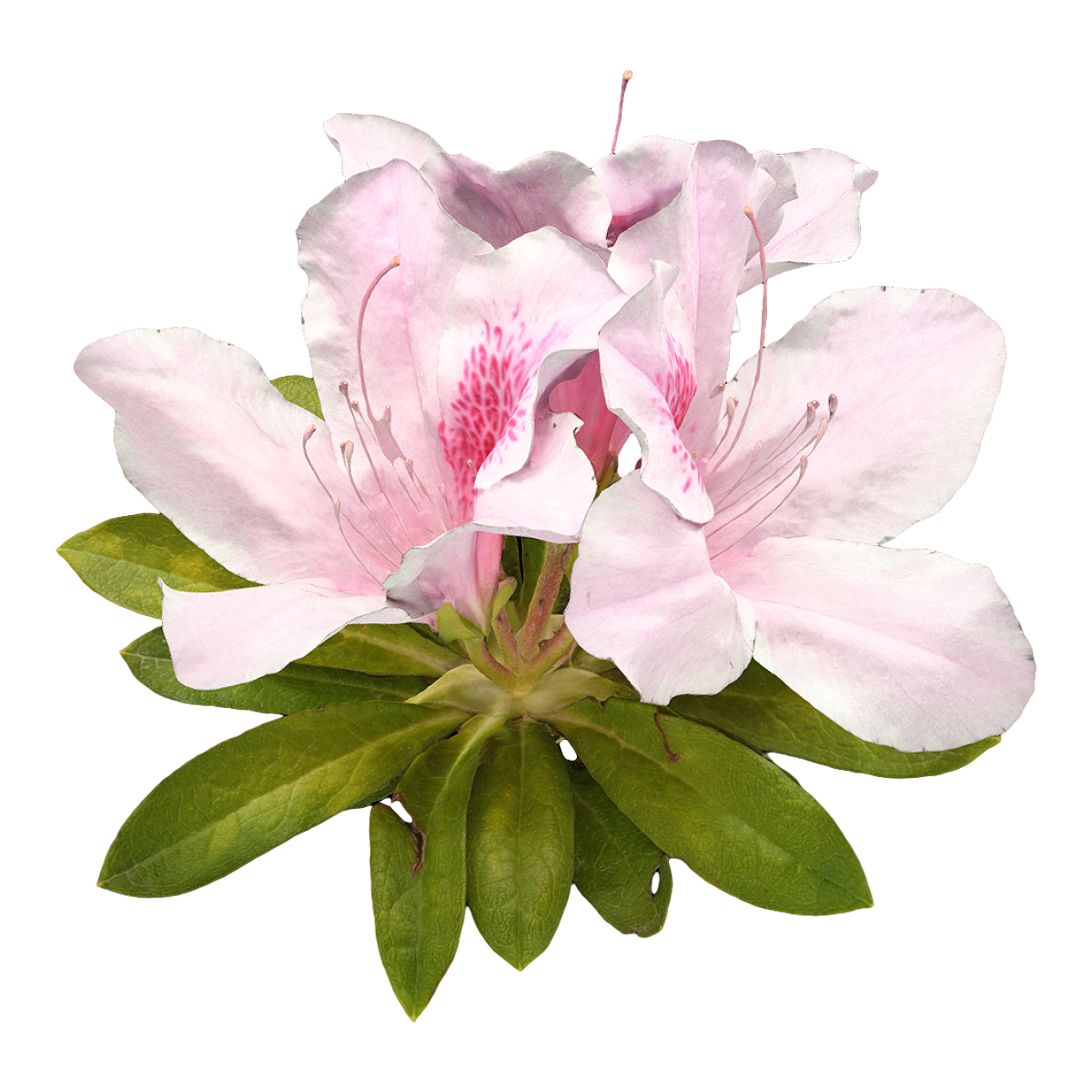 Rhododendron specimen