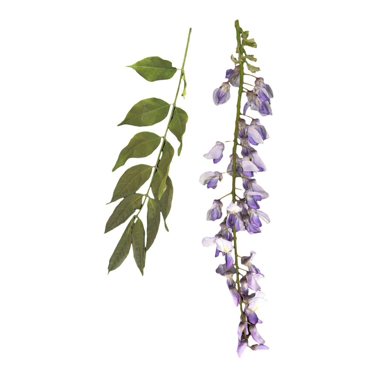 Multi flowered wisteria specimen