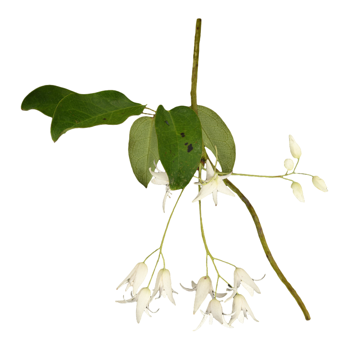 Niu Tenghua specimen