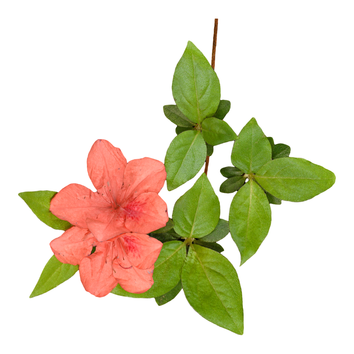 Three flowered Rhododendron specimen