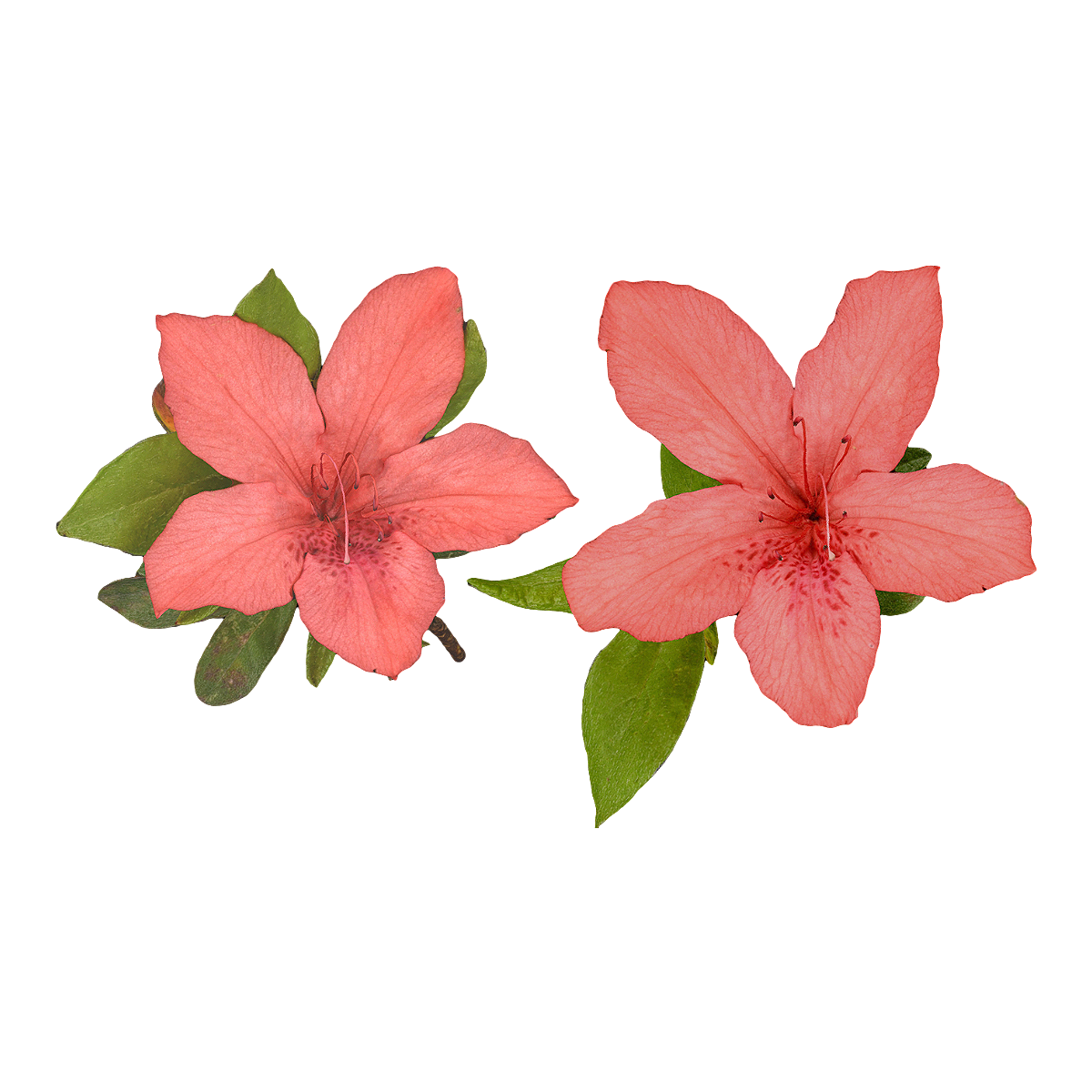 Rongguan Rhododendron Specimen