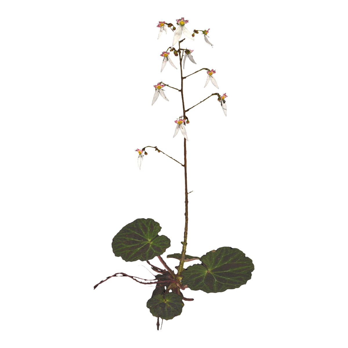 Tiger ear grass specimen